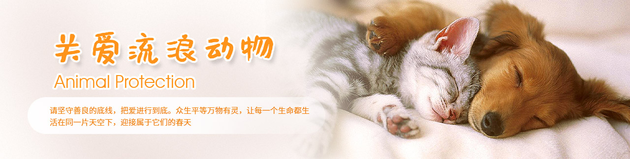 关爱流浪动物